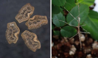 Stick bug eggs taken from the poop and the stick bug born out of a bird poop egg